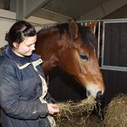 Anden særlig race Diana