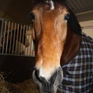 Anden særlig race Diana