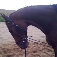 Fuldblod (XX) [Solgt] Soul Driver