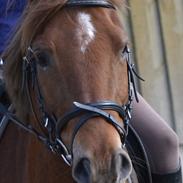 Anden særlig race Nygaards Zyrlig