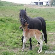 New Forest DONALD  "Pony"