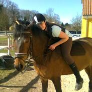 Anden særlig race Pheasant´s Quincy