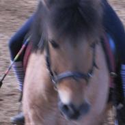 Anden særlig race Anton rideskole  hest