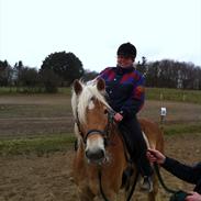 Haflinger Absalon Gasse