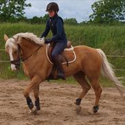 Palomino Sunshine