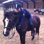 Hollandsk Sportspony Bonfire