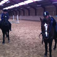 Hollandsk Sportspony Bonfire