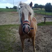 Haflinger Hubert