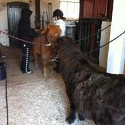 Shetlænder Emil!<33