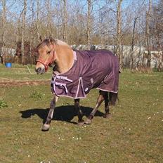 Anden særlig race Lilli min alt. Aldrig glemt i hjertet gemt!!