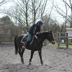 Hollandsk Sportspony Flipper