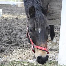 Hollandsk Sportspony Flipper