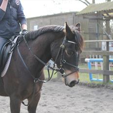 Hollandsk Sportspony Flipper