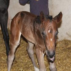 Dansk Varmblod Godskesens Dream Boy