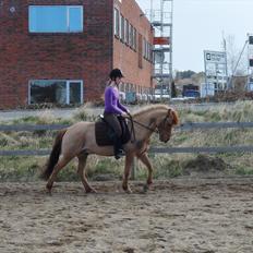 Anden særlig race Lucas <3