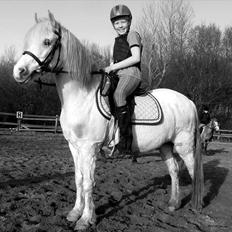 Anden særlig race Andy