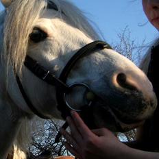 Anden særlig race Andy