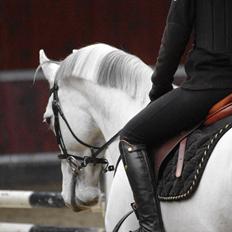 Dansk Varmblod Cor <3 *STJERNE*