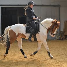 Hollandsk Sportspony Zwier