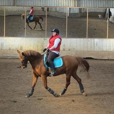Anden særlig race Quintus Kashmir