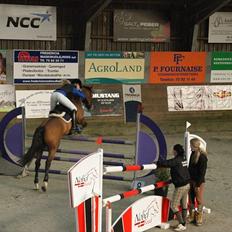 Zangersheide Elco Du Buisson Z