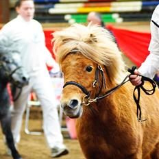 Shetlænder Vestbjergs Serena