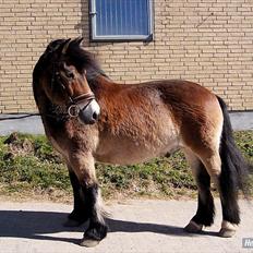 Nordsvensk Skovhest Lukas