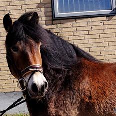 Nordsvensk Skovhest Lukas