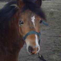Welsh Mountain (sec A) Llwynneath Jennywren  R.I.P 
