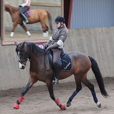 DSP ATINA KÆRLUND ***  A- PONY**