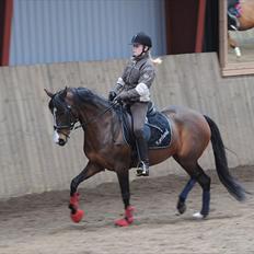 DSP ATINA KÆRLUND ***  A- PONY**