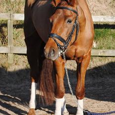 Dansk Varmblod Østmarks Mia