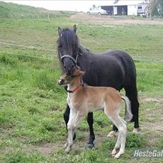 New Forest DONALD  "Pony"