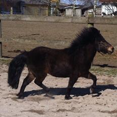 Shetlænder Micky (solgt)