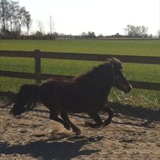 Shetlænder Micky (solgt)