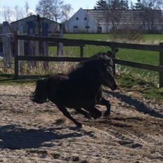 Shetlænder Micky (solgt)