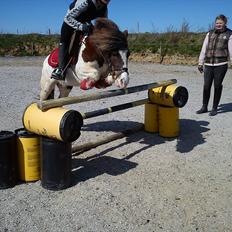 Shetlænder Prins Ludwig