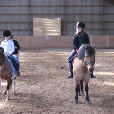 Anden særlig race Anton rideskole  hest