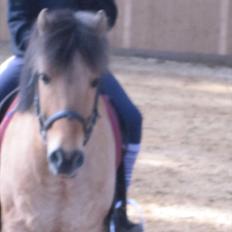 Anden særlig race Anton rideskole  hest