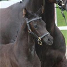 Dansk Varmblod Sugar Baby