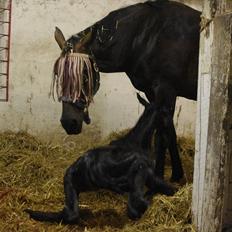 Dansk Varmblod Spitfire