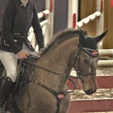 Knabstrupper Nobilitas Equa