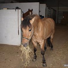 Anden særlig race Anton rideskole  hest