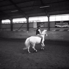 Anden særlig race Pletten |Elev pony |Rider ikke mere|