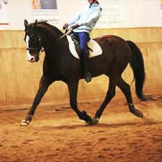 Dansk Varmblod Royal Back