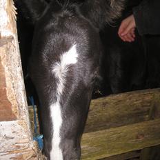 Dansk Varmblod Sabbil Zaviro *SOLGT*