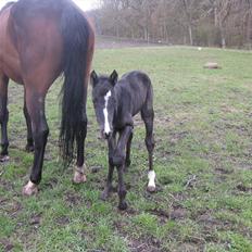 Dansk Varmblod Sabbil Zaviro *SOLGT*