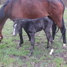 Dansk Varmblod Sabbil Zaviro *SOLGT*