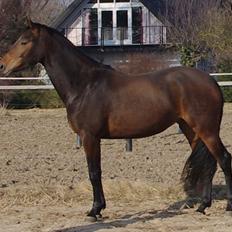 Dansk Varmblod Wisché