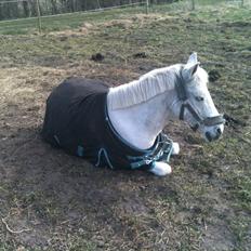 Anden særlig race Mr Playboy